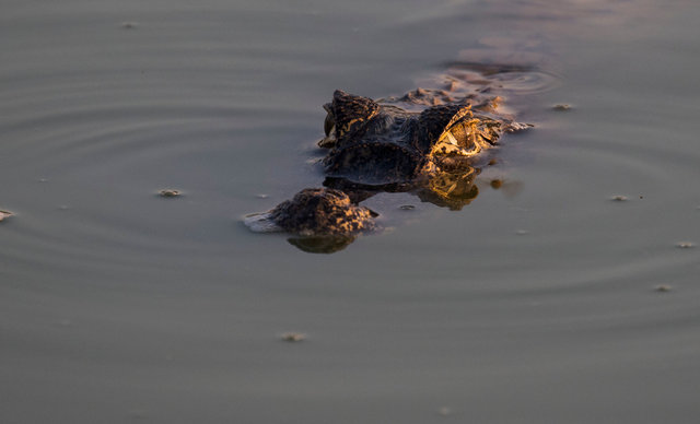 Yacare Caiman