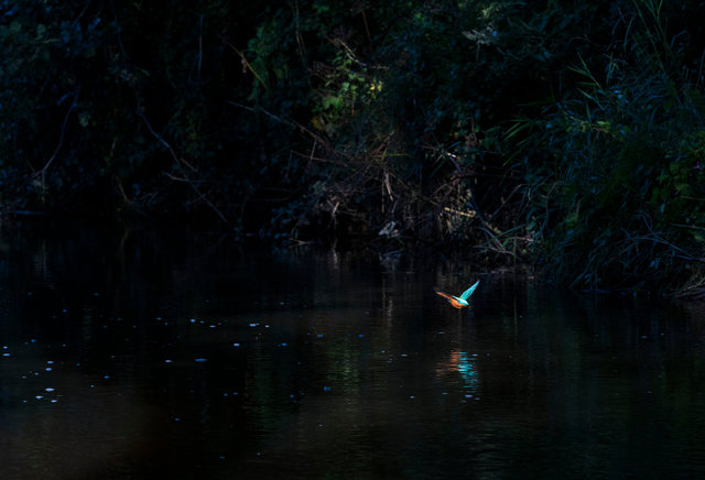 Kingfisher