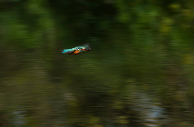 Kingfisher with fish