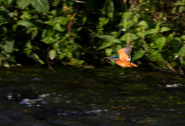 Kingfisher