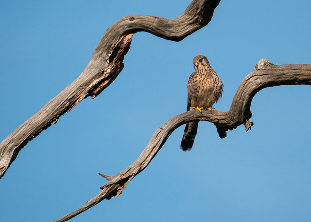 Kestrel