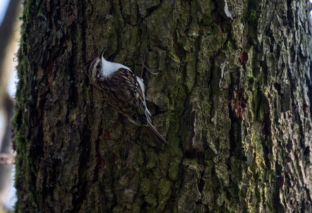 Treecreeper