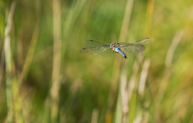 Southern hawker dragonfly