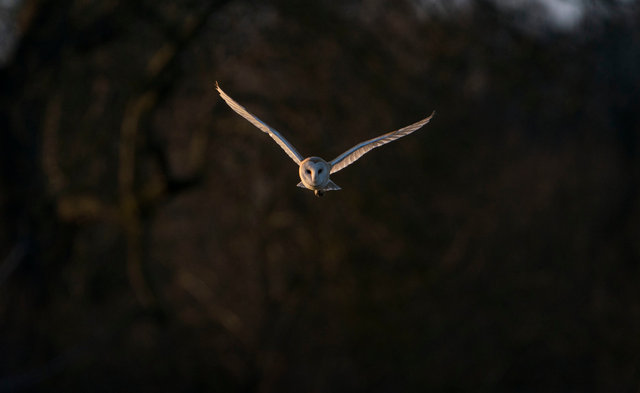 Barn Owl