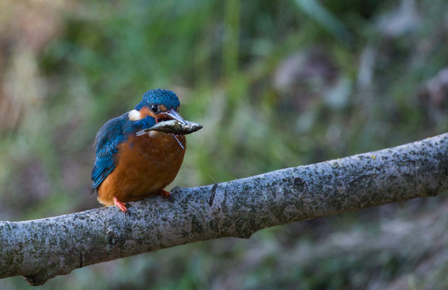 Kingfisher