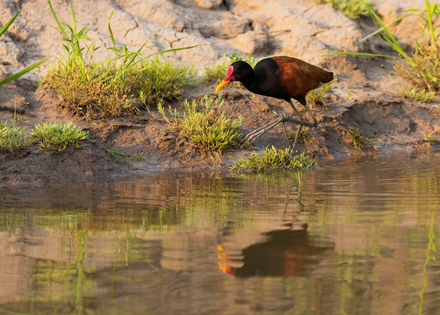 Wattled Jacana