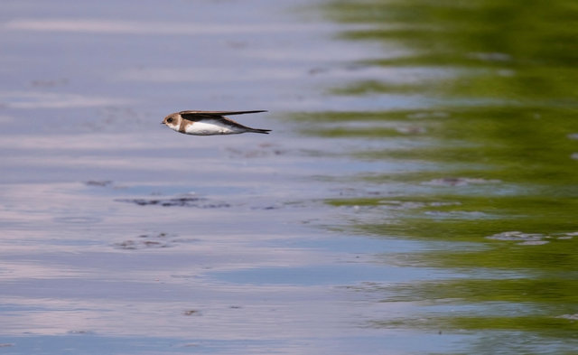 Sand Martin