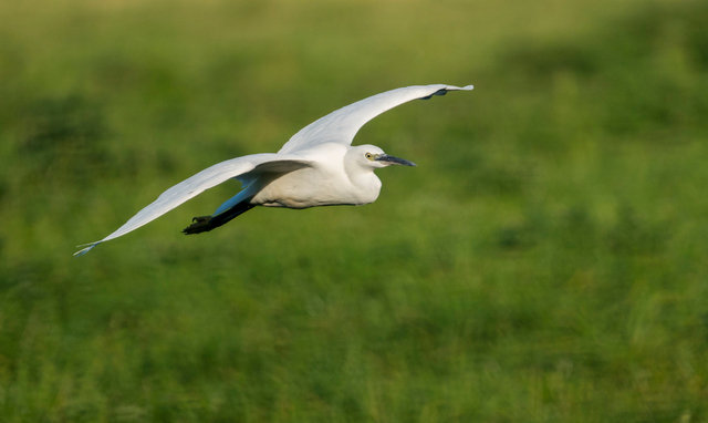 Little egret