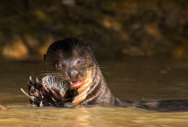 Giant River Otter