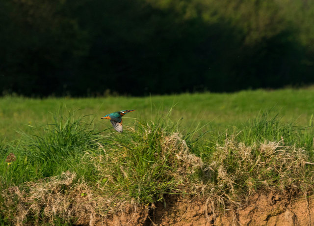 Kingfisher