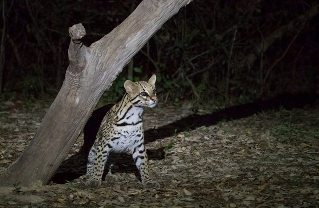 Ocelot