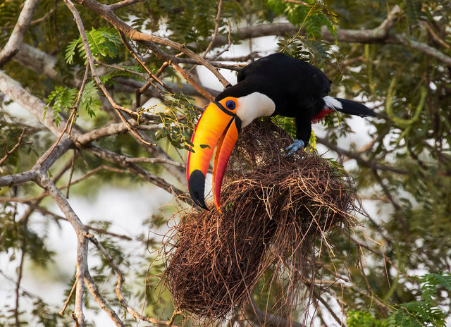 Toco Toucan