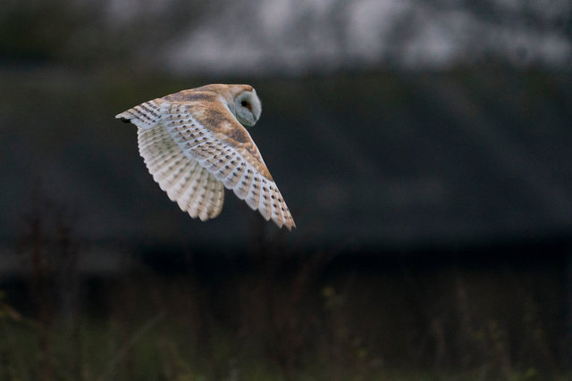 Barn Owl
