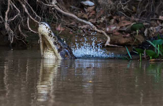 Yacare Caiman performing mating display