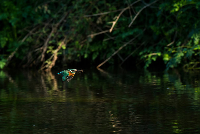 Kingfisher with fish