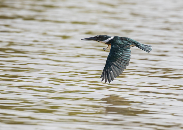Amazon Kingfisher