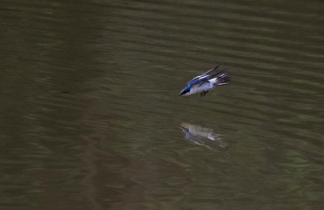 White-winged Swallow