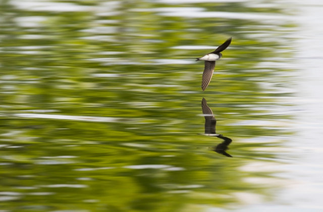 Sand Martin