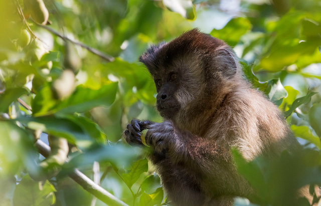 Capuchin Monkey