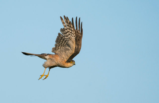 Sparrowhawk