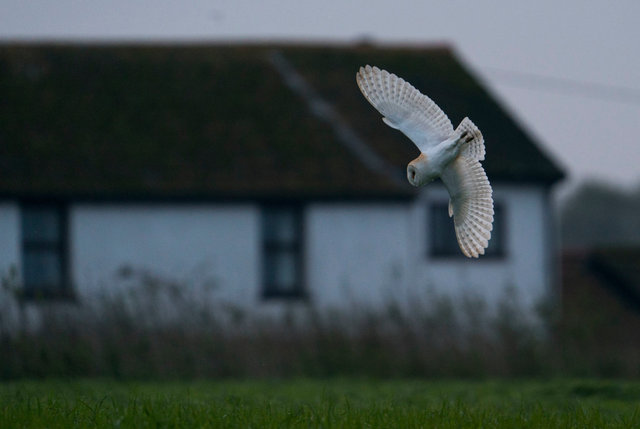 Barn Owl