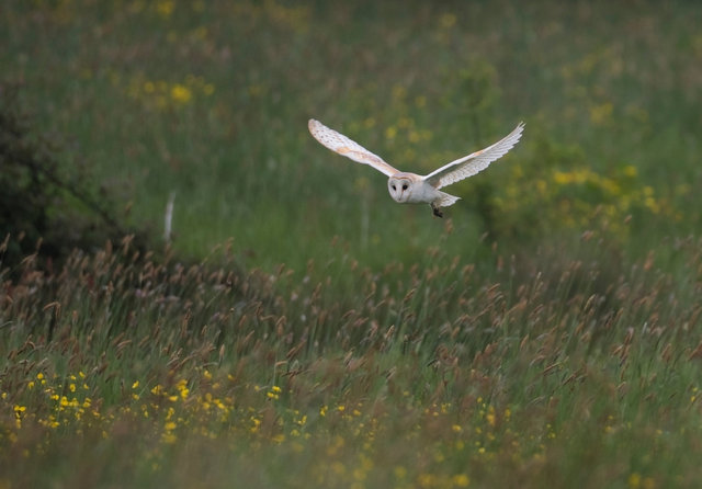 Barn Owl