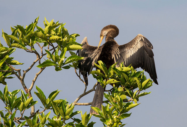 Anhinga