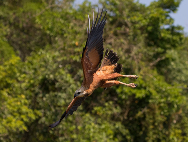 Black-collared Hawk