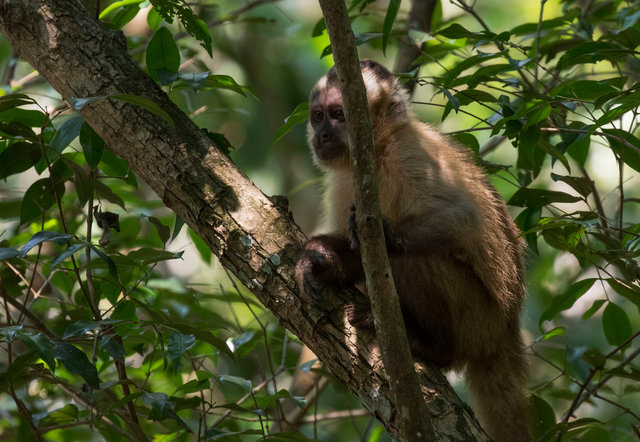 Capuchin Monkey