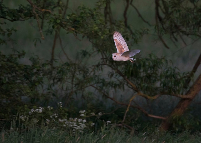 Barn Owl
