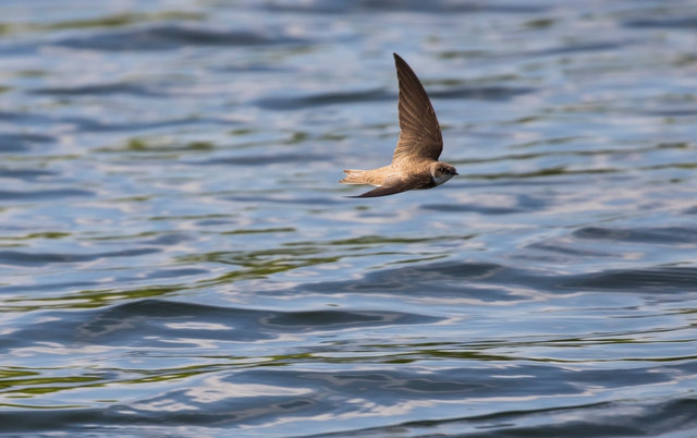 Sand Martin