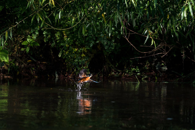 Kingfisher