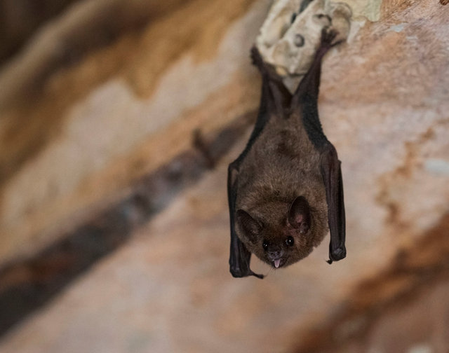 Bat