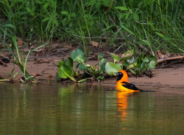Orange-backed Troupial