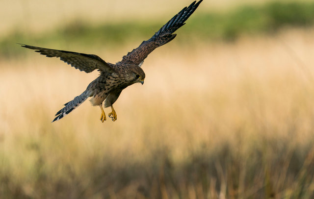 Kestrel