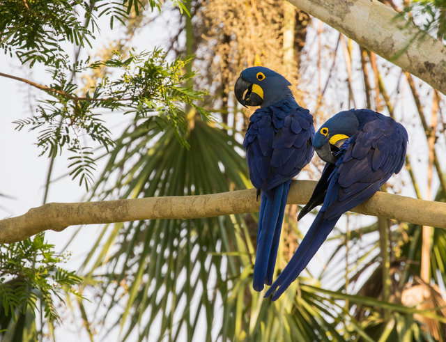 Hyacinth Macaws