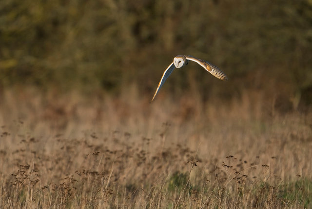 Barn Owl
