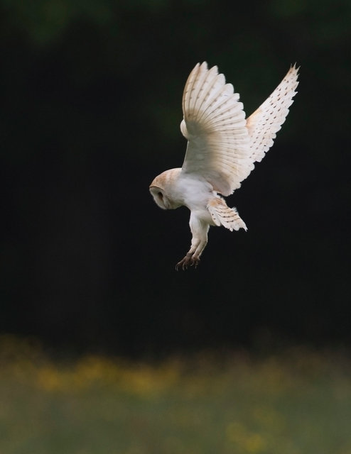 Barn Owl