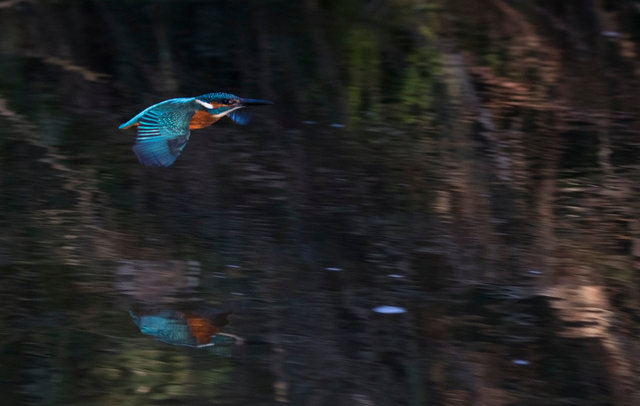 Kingfisher
