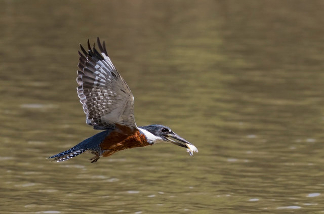 Ringed Kingfisher
