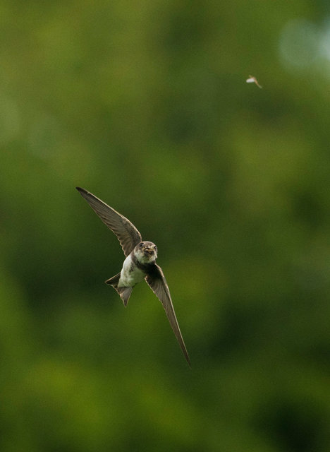 Sand Martin