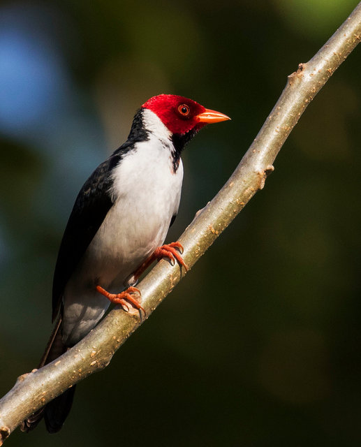 Yellow-billed Cardinal