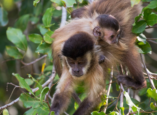 Capuchin Monkeys