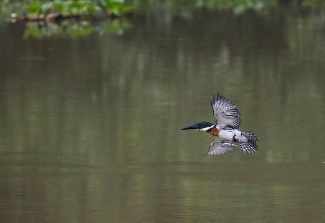 Amazon Kingfisher