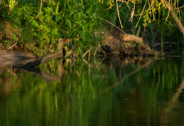 Kingfisher