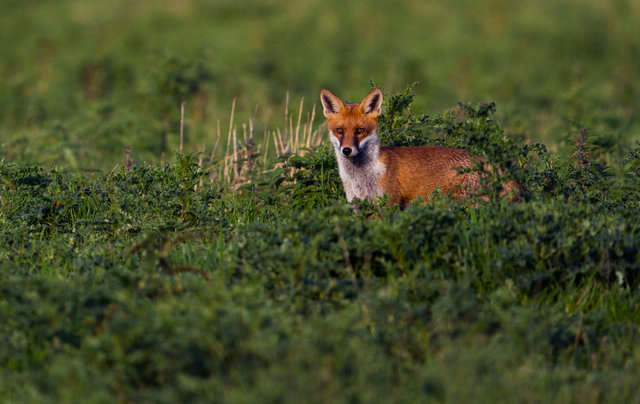 Fox