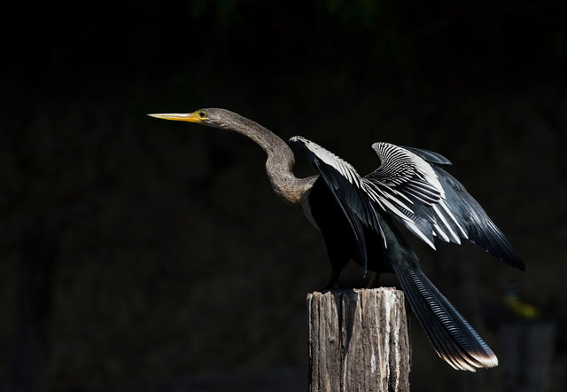 Anhinga