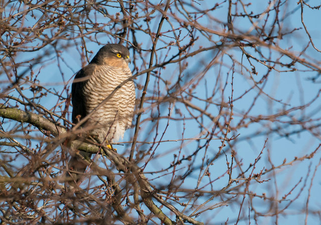 Sparrowhawk