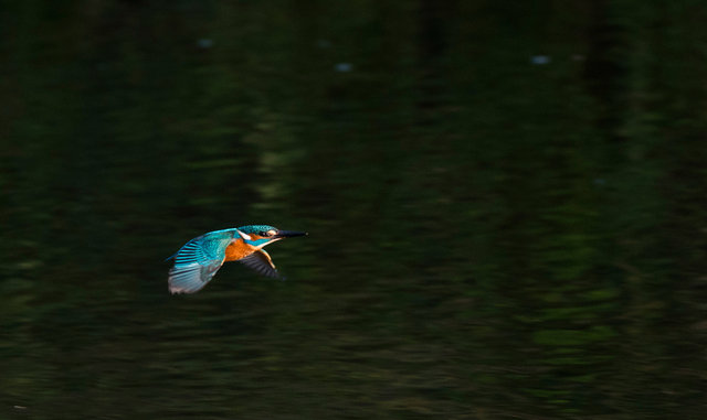 Kingfisher