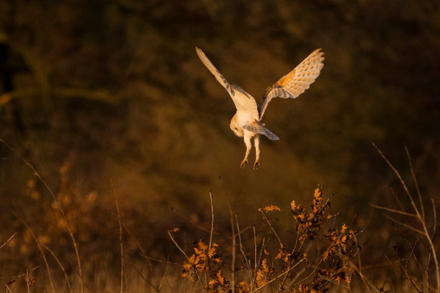 Barn Owl